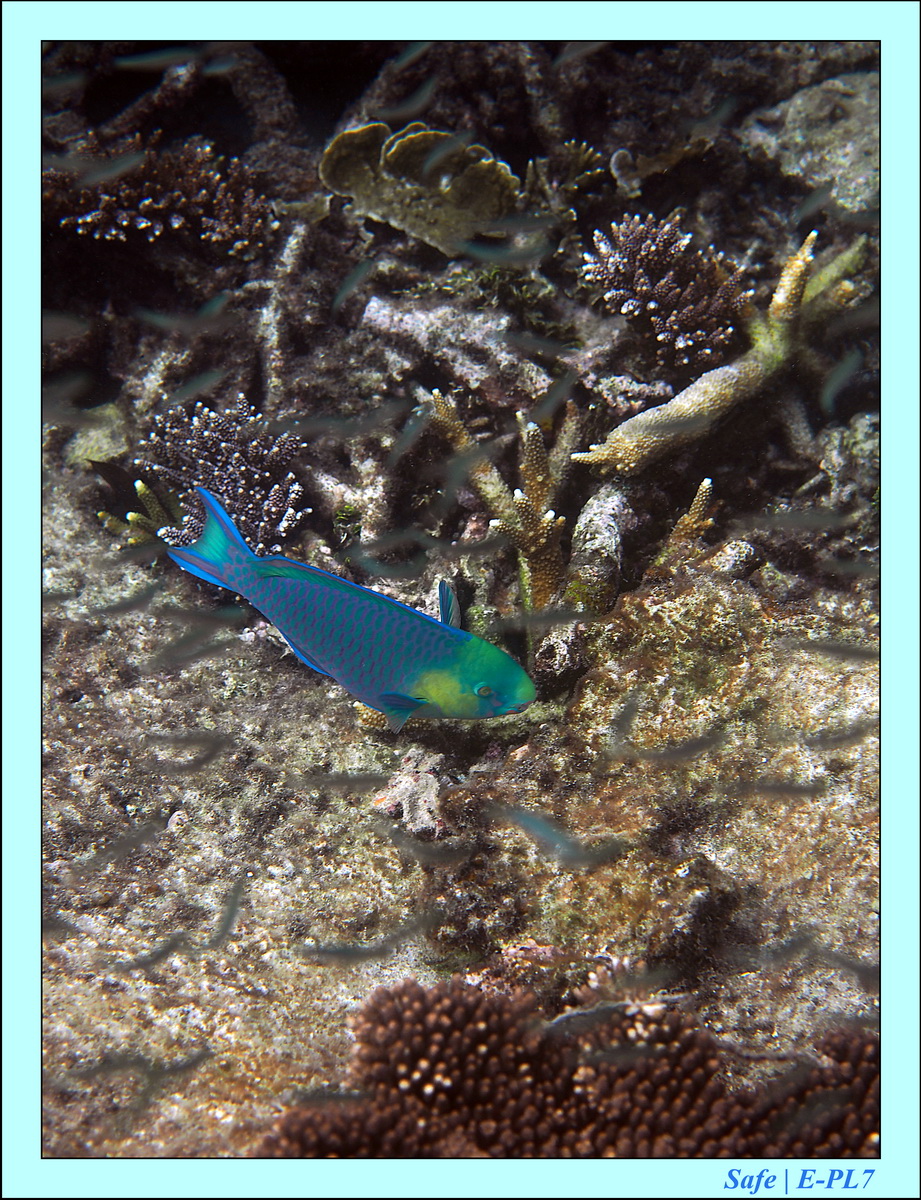 2016 - 07 - Leng Tengah - 031